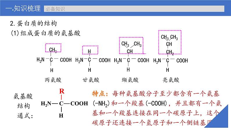 新高考生物一轮复习考点课件第03讲 蛋白质(含解析)08