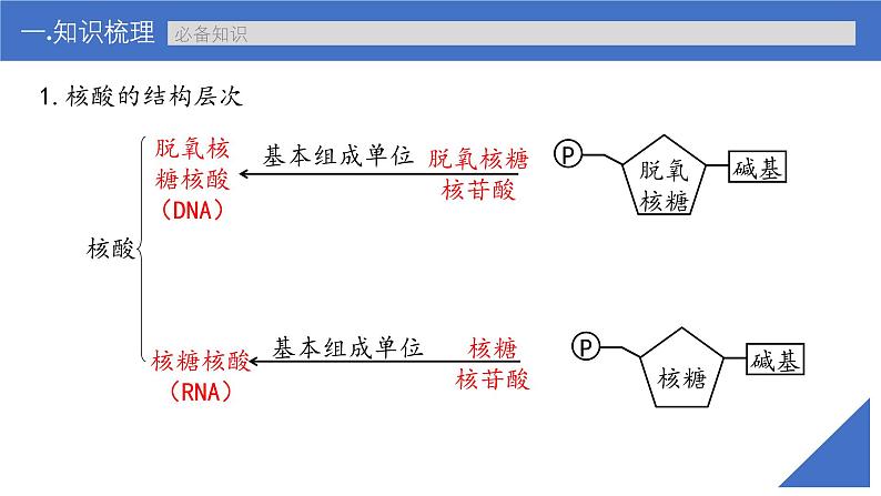 新高考生物一轮复习考点课件第04讲 核酸(含解析)第6页