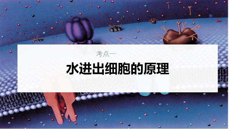 新高考生物一轮复习考点课件第08讲 细胞的物质输入与输出(含解析)第5页