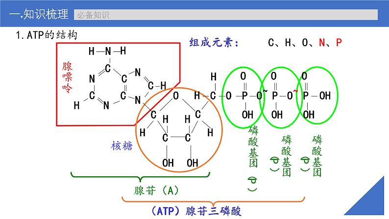 新高考生物一轮复习考点课件第10讲 ATP(含解析)06