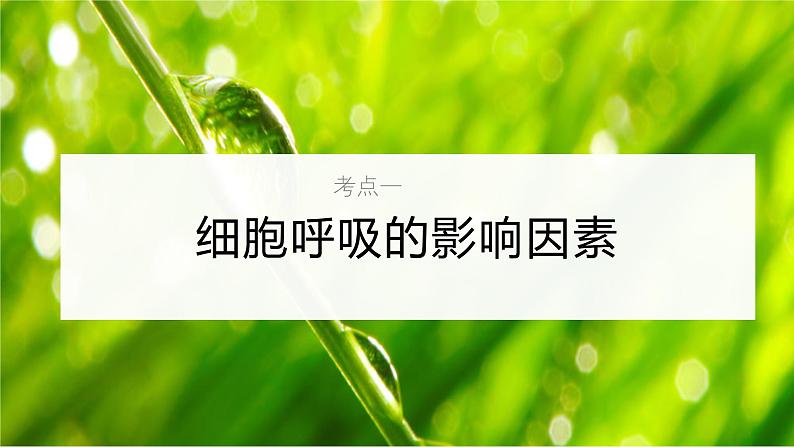 新高考生物一轮复习考点课件第12讲 细胞呼吸的影响因素及其应用(含解析)05