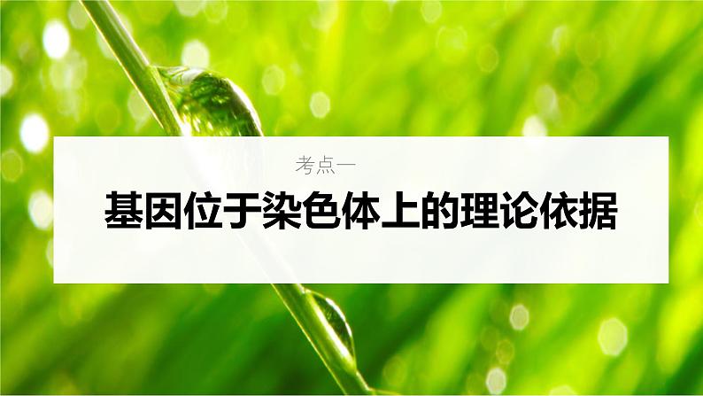新高考生物一轮复习考点课件第23讲 基因在染色体上的假说与证据(含解析)第5页