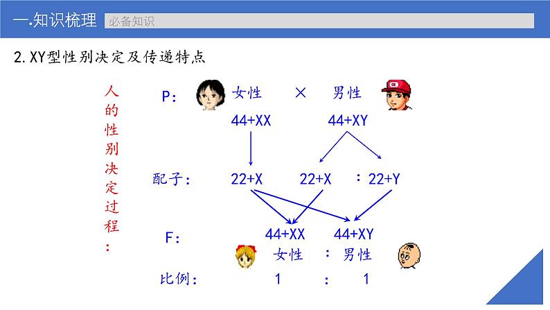 新高考生物一轮复习考点课件第24讲 伴性遗传的特点与应用及人类遗传病(含解析)第8页