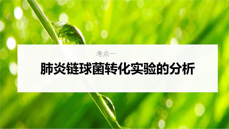 新高考生物一轮复习考点课件第25讲 DNA是主要的遗传物质(含解析)第5页