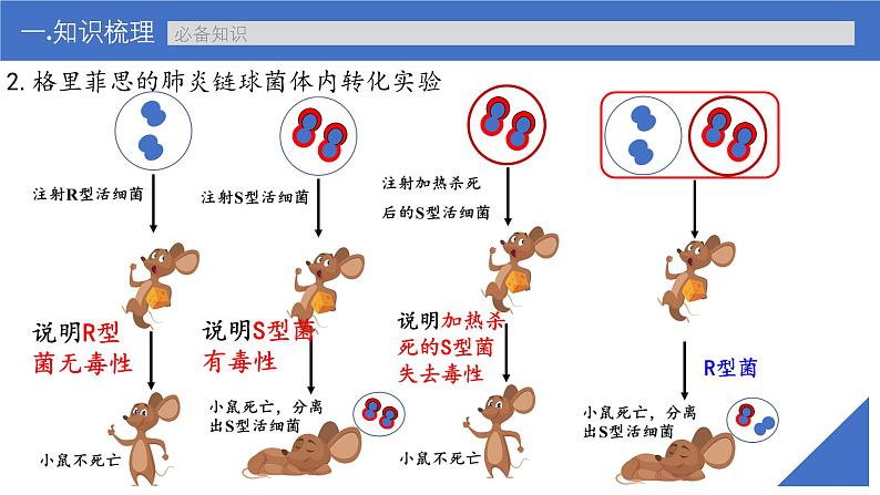 新高考生物一轮复习考点课件第25讲 DNA是主要的遗传物质(含解析)第8页