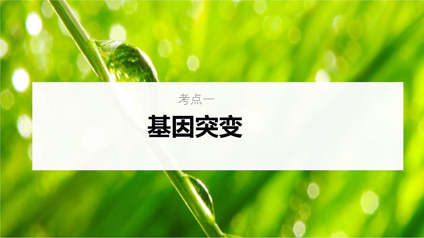 新高考生物一輪復(fù)習(xí)考點(diǎn)課件第30講 基因突變和基因重組(含解析)第5頁(yè)