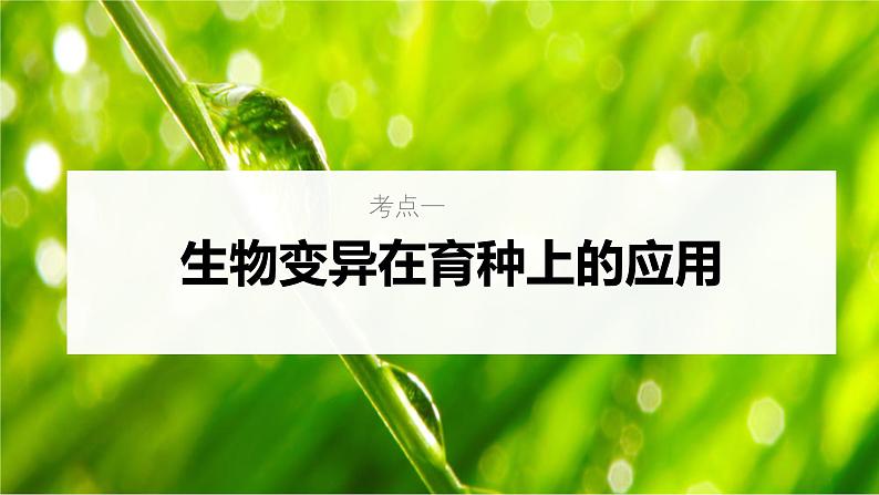 新高考生物一轮复习考点课件第32讲 生物变异在育种上的应用(含解析)03