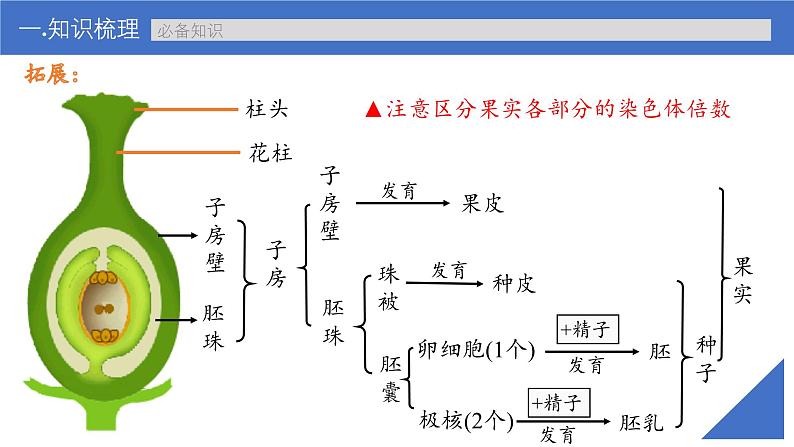 新高考生物一轮复习考点课件第32讲 生物变异在育种上的应用(含解析)07