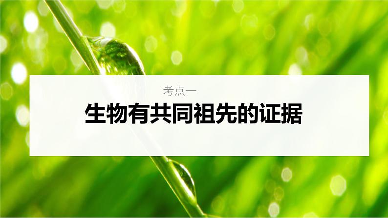 新高考生物一轮复习考点课件第33讲 生物的进化(含解析)第5页