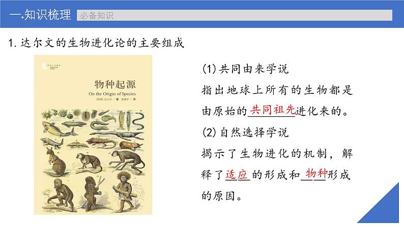 新高考生物一轮复习考点课件第33讲 生物的进化(含解析)第6页