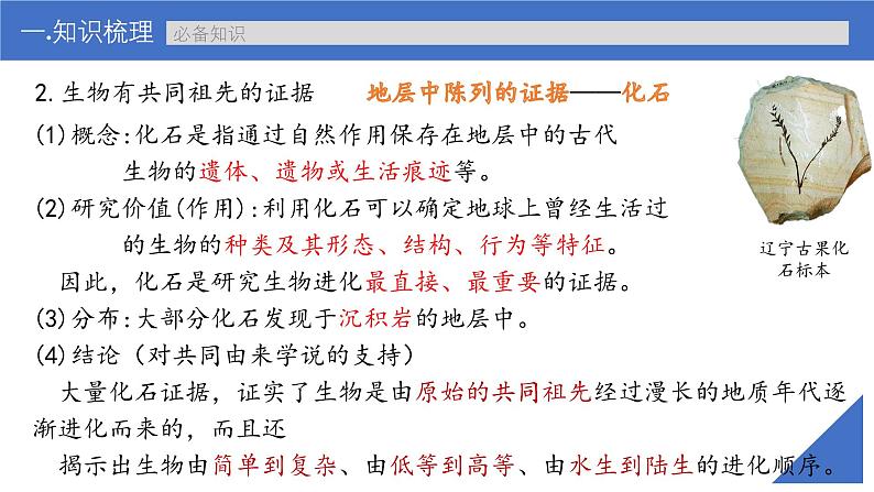 新高考生物一轮复习考点课件第33讲 生物的进化(含解析)第7页