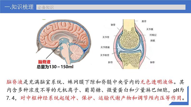新高考生物一轮复习考点课件第34讲 内环境与稳态(含解析)08