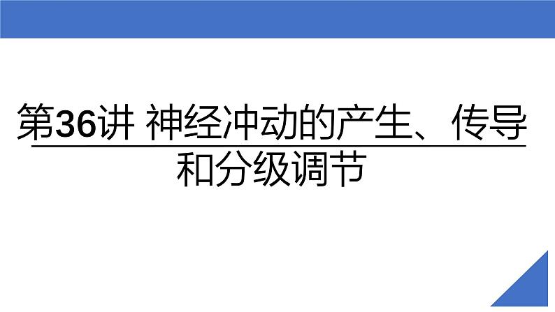 新高考生物一轮复习考点课件第36讲 神经冲动的产生、传导和分级调节(含解析)第2页