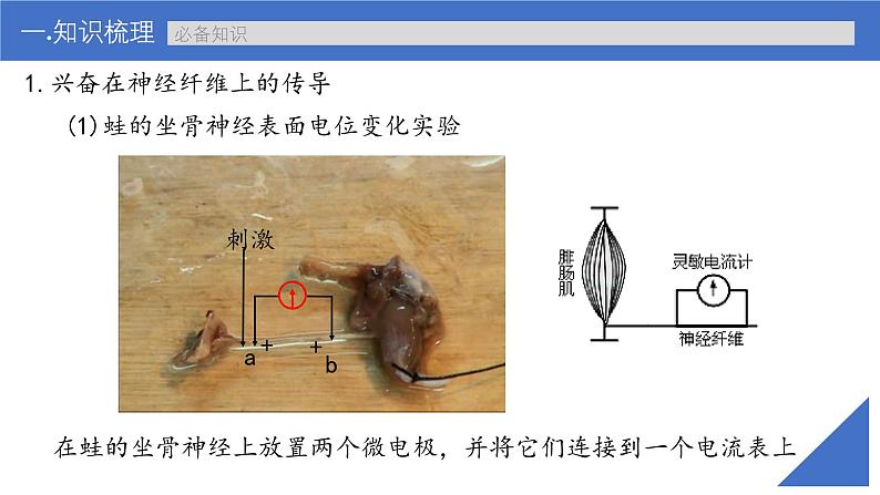 新高考生物一轮复习考点课件第36讲 神经冲动的产生、传导和分级调节(含解析)第6页
