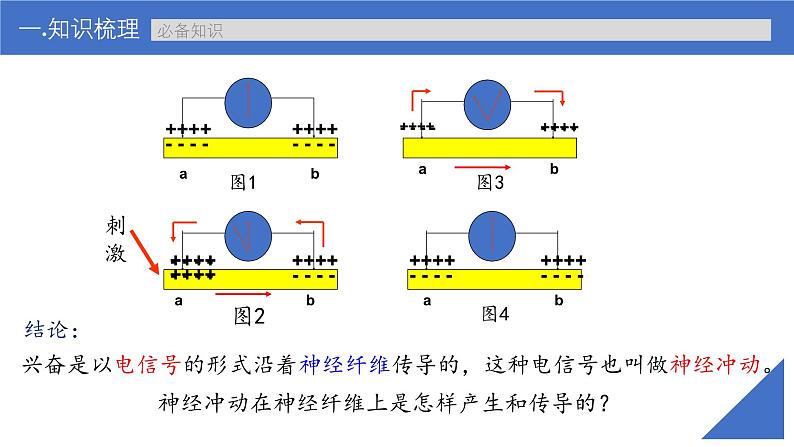 新高考生物一轮复习考点课件第36讲 神经冲动的产生、传导和分级调节(含解析)第8页