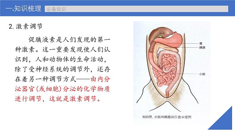 新高考生物一轮复习考点课件第37讲 激素与内分泌系统、激素调节的过程(含解析)08