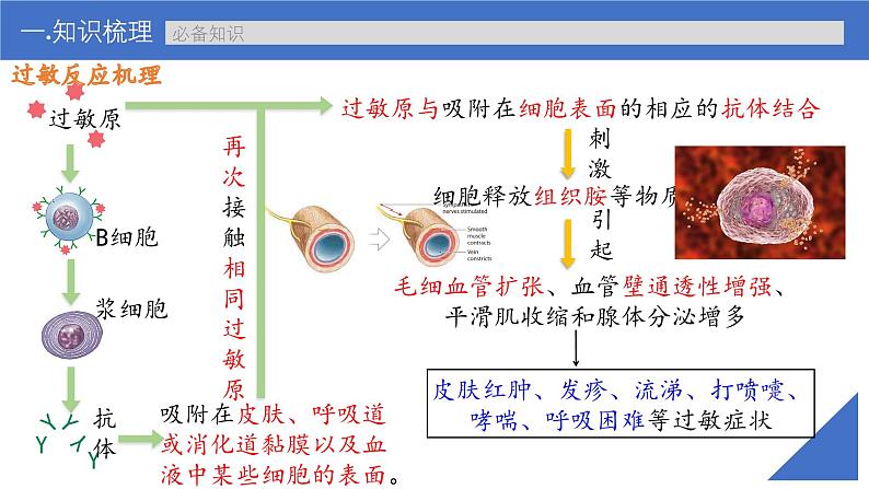 新高考生物一轮复习考点课件第40讲 免疫失调和免疫学的应用(含解析)07