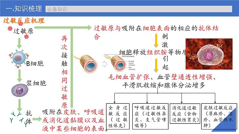 新高考生物一轮复习考点课件第40讲 免疫失调和免疫学的应用(含解析)08