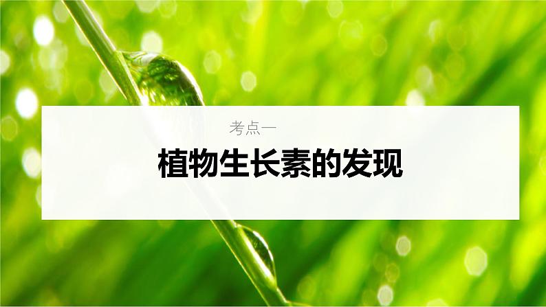 新高考生物一轮复习考点课件第41讲 植物生长素及其生理作用(含解析)第5页