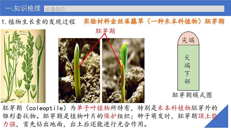 新高考生物一轮复习考点课件第41讲 植物生长素及其生理作用(含解析)第7页