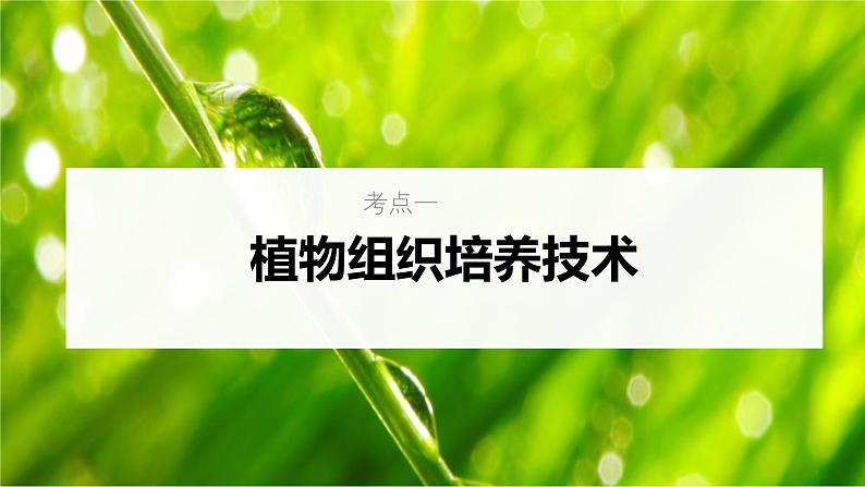 新高考生物一轮复习考点课件第54讲 植物细胞工程(含解析)第5页