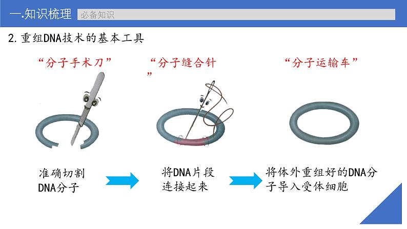 新高考生物一轮复习考点课件第57讲 基因工程的基本工具和基本操作程序(含解析)第8页