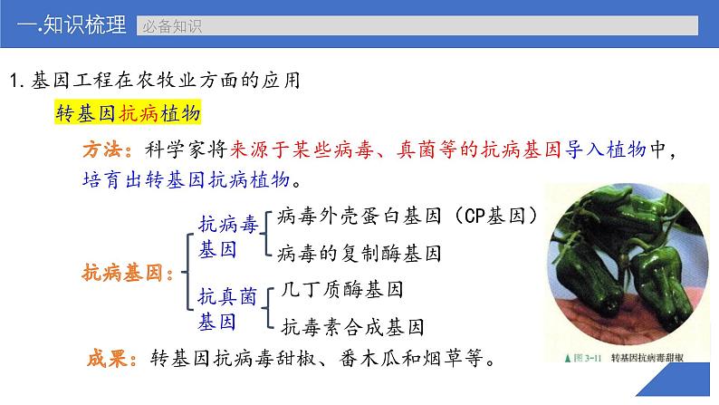 新高考生物一轮复习考点课件第58讲 基因工程的应用和蛋白质工程(含解析)第7页