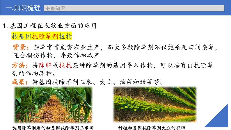 新高考生物一轮复习考点课件第58讲 基因工程的应用和蛋白质工程(含解析)第8页