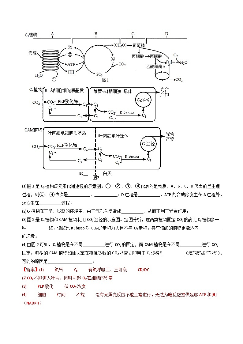 新高考生物二轮复习重难点专练热点02 C3植物、C4植物和CAM植物的光合作用(解析版)第3页