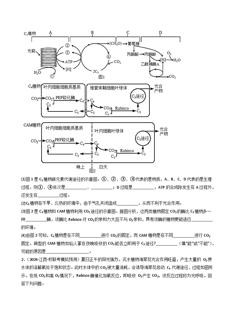 新高考生物二轮复习重难点专练热点02 C3植物、C4植物和CAM植物的光合作用(原卷版)第3页