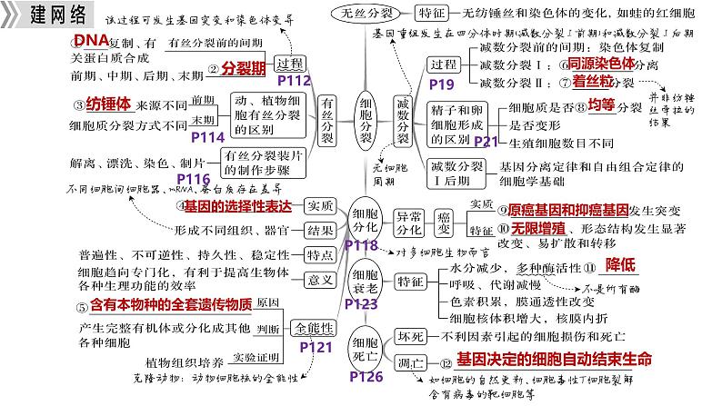 新高考生物二轮复习热点专题专项突破课件 专题三+细胞的分裂(含答案)02