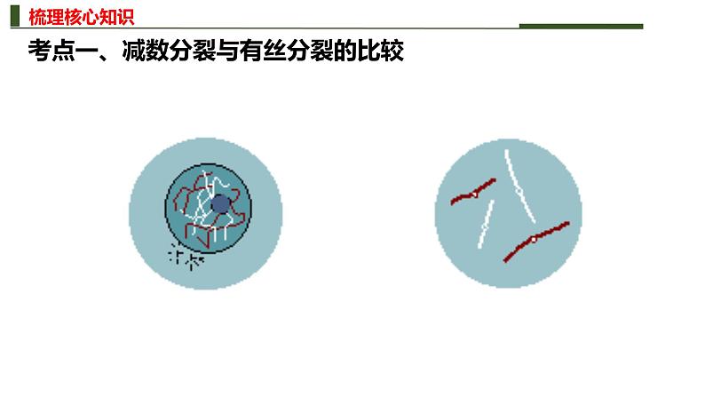 新高考生物二轮复习热点专题专项突破课件 专题三+细胞的分裂(含答案)03