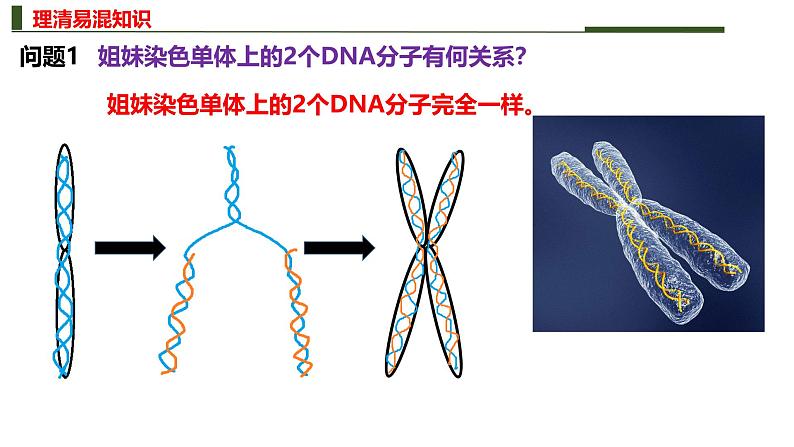 新高考生物二轮复习热点专题专项突破课件 专题三+细胞的分裂(含答案)06