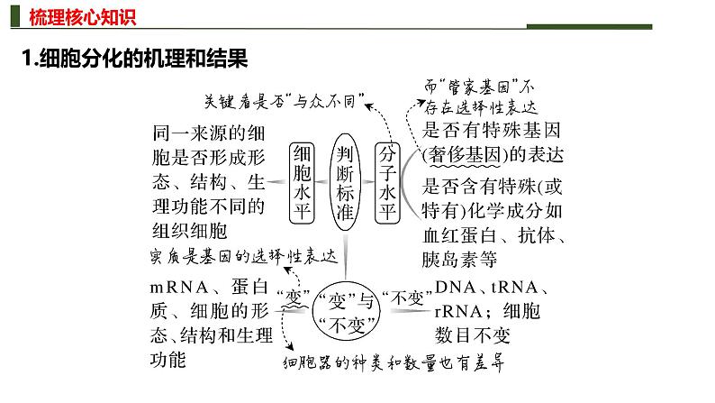 新高考生物二轮复习热点专题专项突破课件 专题四+细胞的分化、衰老、死亡和癌变(含答案)第4页