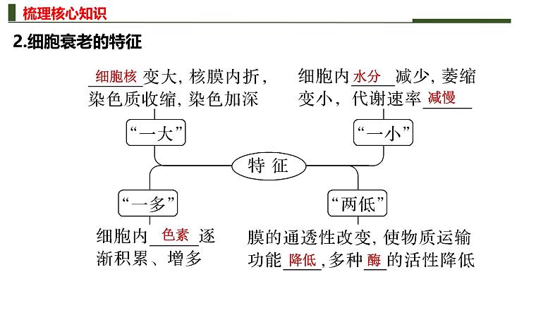 新高考生物二轮复习热点专题专项突破课件 专题四+细胞的分化、衰老、死亡和癌变(含答案)第5页