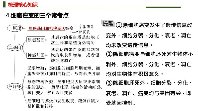 新高考生物二轮复习热点专题专项突破课件 专题四+细胞的分化、衰老、死亡和癌变(含答案)第7页