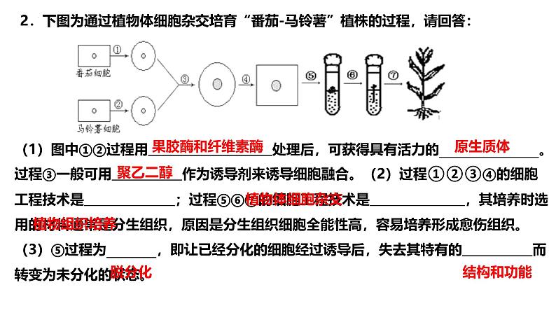 新高考生物二轮复习热点专题专项突破课件 专题一0一+细胞工程与胚胎工程(含答案)第4页