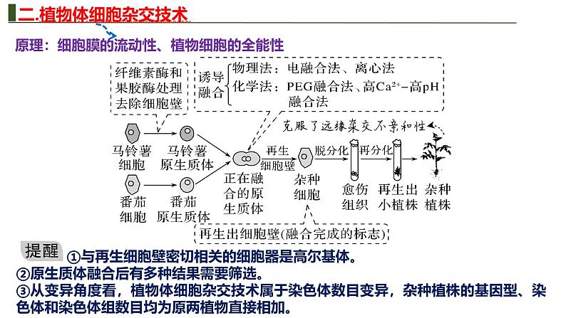 新高考生物二轮复习热点专题专项突破课件 专题一0一+细胞工程与胚胎工程(含答案)第7页