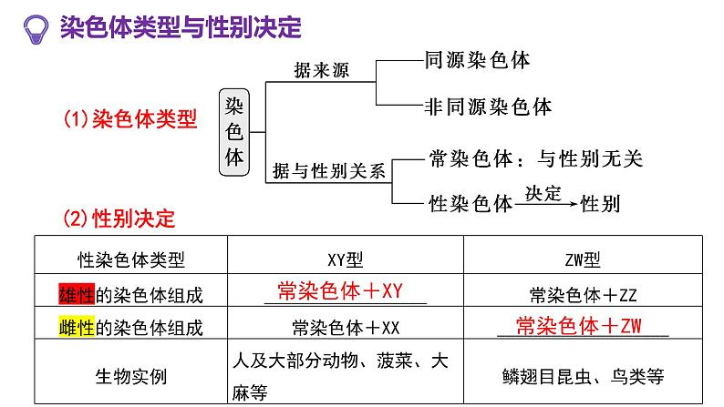 新高考生物二轮复习热点专题专项突破课件 专题一0三 孟德尔遗传定律及应用(含答案)第4页