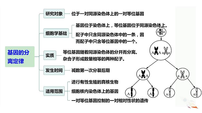 新高考生物二轮复习热点专题专项突破课件 专题一0三 孟德尔遗传定律及应用(含答案)第7页