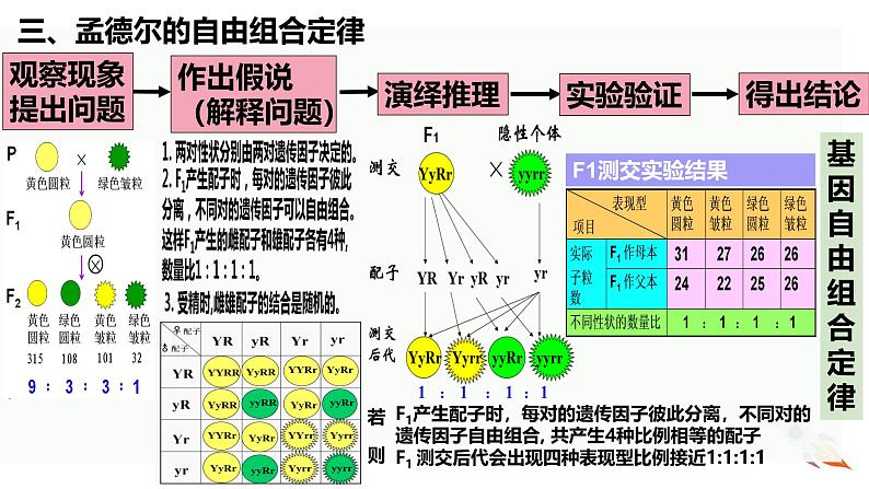 新高考生物二轮复习热点专题专项突破课件 专题一0三 孟德尔遗传定律及应用(含答案)第8页