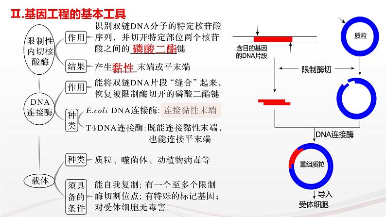 新高考生物二轮复习热点专题专项突破课件 专题一0二+基因工程(含PCR和电泳视频)(含答案)06