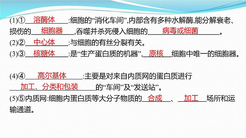 新高考生物一轮复习课件:第5讲 细胞器与生物膜系统(含解析)第4页
