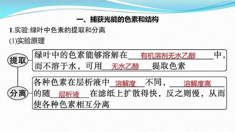 新高考生物一轮复习课件:第9讲 光合作用与能量转化(含解析)第3页