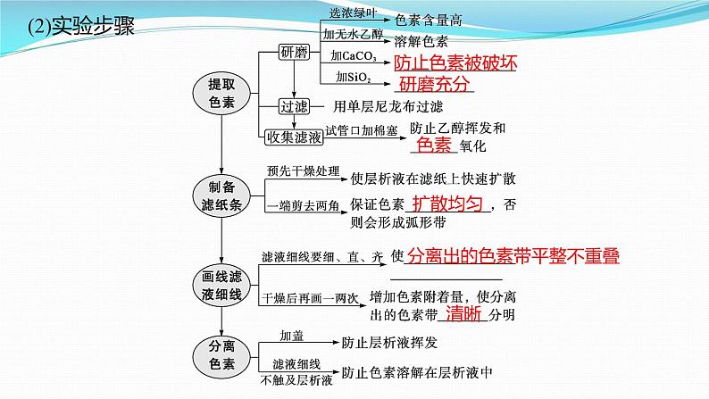 新高考生物一轮复习课件:第9讲 光合作用与能量转化(含解析)第4页