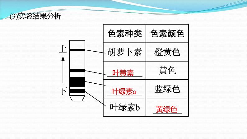 新高考生物一轮复习课件:第9讲 光合作用与能量转化(含解析)第5页