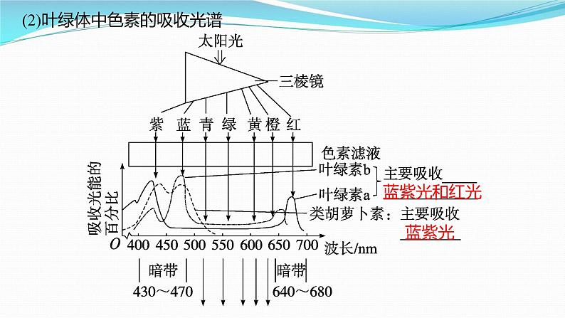 新高考生物一轮复习课件:第9讲 光合作用与能量转化(含解析)第7页