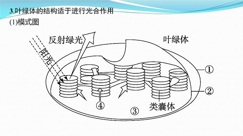 新高考生物一轮复习课件:第9讲 光合作用与能量转化(含解析)第8页