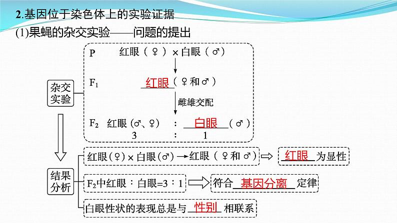 新高考生物一轮复习课件:第16讲 基因在染色体上、伴性遗传和人类遗传病(含解析)05