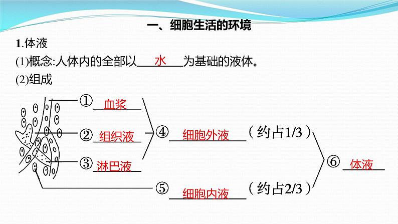 新高考生物一轮复习课件:第23讲 人体的内环境与稳态(含解析)第3页